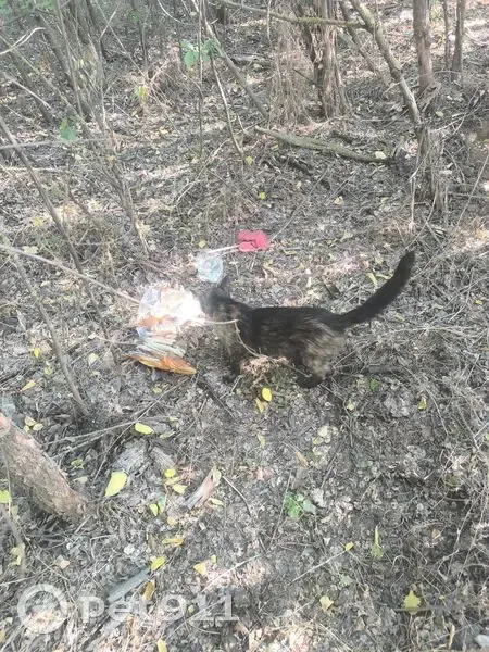 Кошка найдена: х. Медведев, 10 м от остановки - photo