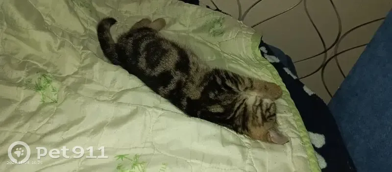 Пропала кошка, Бекетовская, Вологда - photo