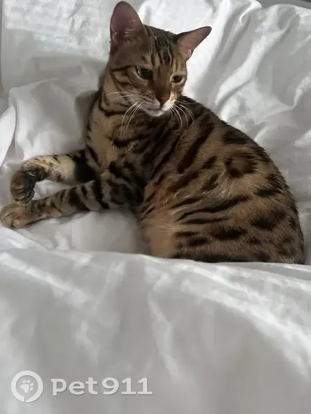 Пропал бенгальский кот, ул. Энгельса, Мана - photo