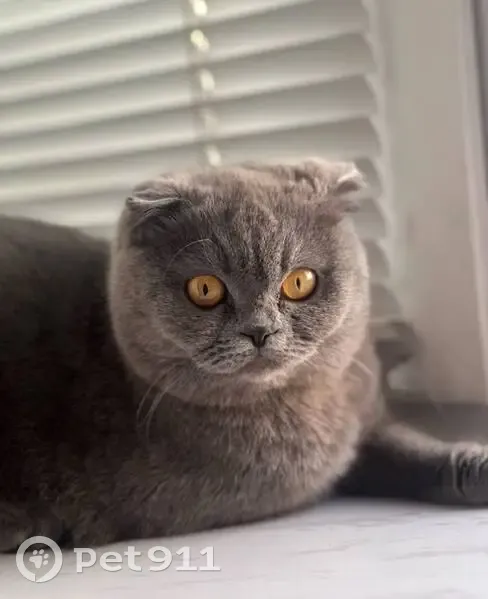 Пропала кошка, пр. Строителей, 26, Альметьевск - photo