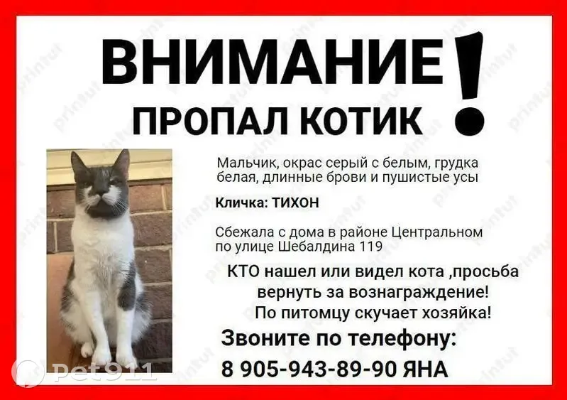 Пропала кошка, ул. Шебалдина 119, Омск - photo