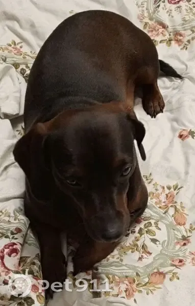 Пропала такса, Заборье, Ленобласть - photo