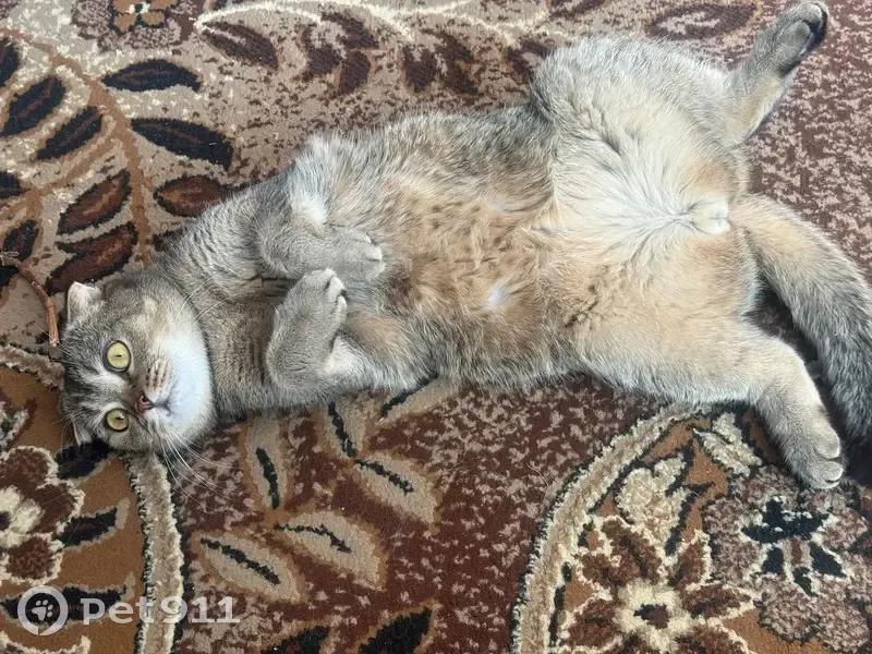 Пропала кошка, Полевая 19, Починок - photo