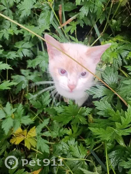 Кошка найдена: ул. Мира, Копаная-1 - photo