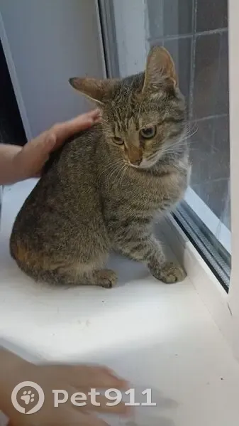 Пропала кошка, ул. Строителей, 39, Ковров - photo