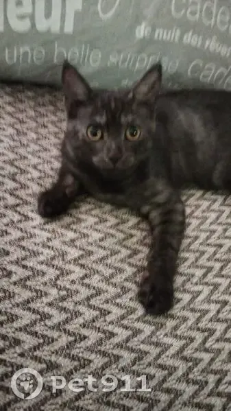 Пропала кошка, Зур Урам, 9А, Казань - photo