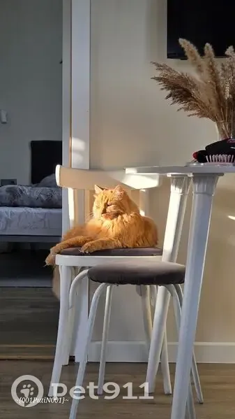 Пропал кот на ул. Крымская, 12.07.25 - photo