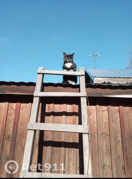 Пропала кошка, ул. Ленина, Нижний Ингаш - photo