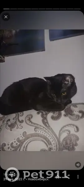 Пропала кошка, ул. Столетова, 19, НСК - photo