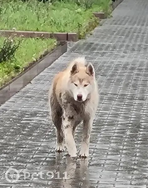 Собака найдена: ул. Красный Путь, Омск - photo