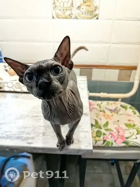 Пропал черный сфинкс, Еманча 1-я, ВО - photo