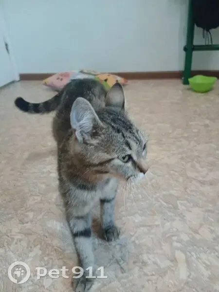 Найдена кошка на ул. Дизайнеров, 3А, Томск - photo