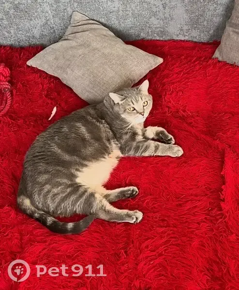 Пропала кошка, ул. Ломоносова 41, Миасс - photo