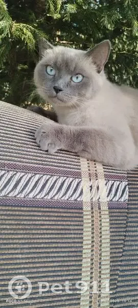 Пропала тайская кошка, Калуга, Холмовая 22 - photo