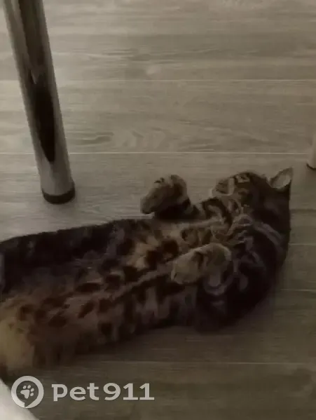 Пропала кошка, Молодёжная ул, Юлово - photo