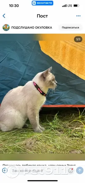 Пропала кошка у озера Шуя, Рощинское СП - photo