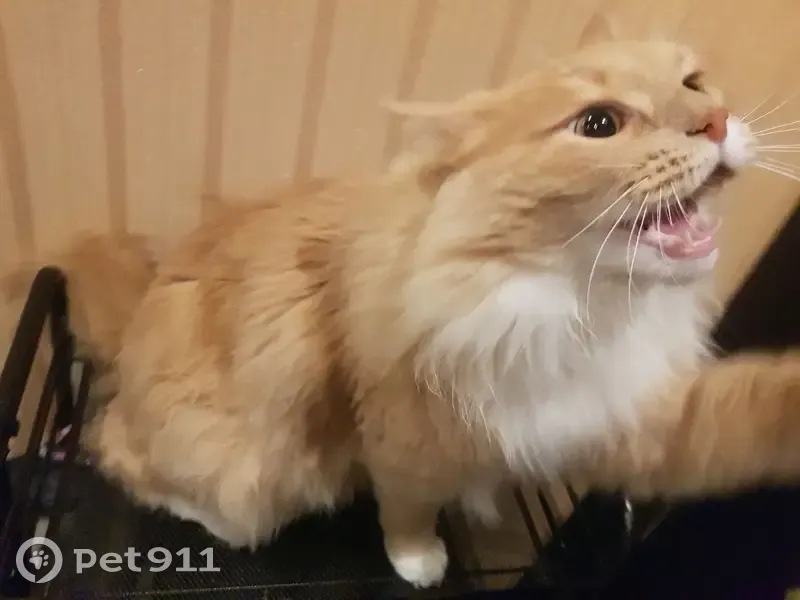 Пропала кошка, Новосельцевское СП, Томская обл. - photo