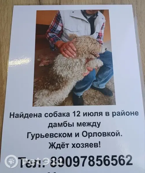 Собака найдена: Приозёрная 11 - photo