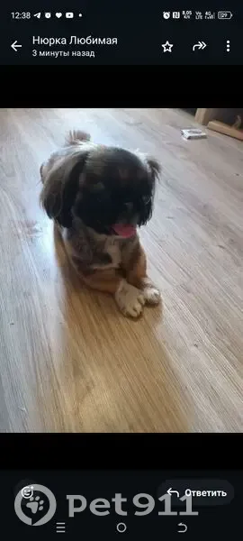 Собака найдена: ул. Лейт. Катина, Калининград - photo