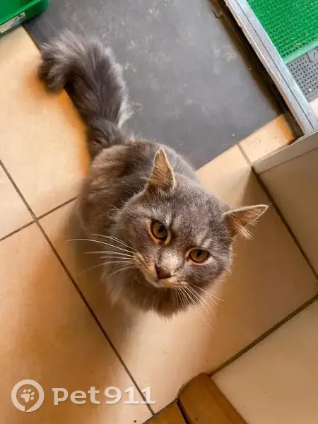 Пропал дымчатый кот, Айвазовского 19 - photo