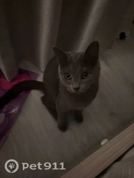 Пропала кошка, Московское ш., 320, Самара - photo