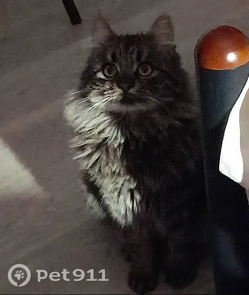 Пропала кошка, Кривой Рог, ул. Коновальця 4 - photo