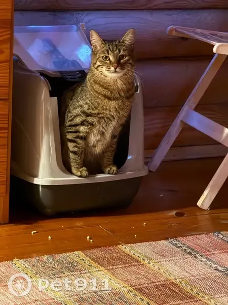 Пропала кошка, Кундышское с/п, 88Н-07041 - photo