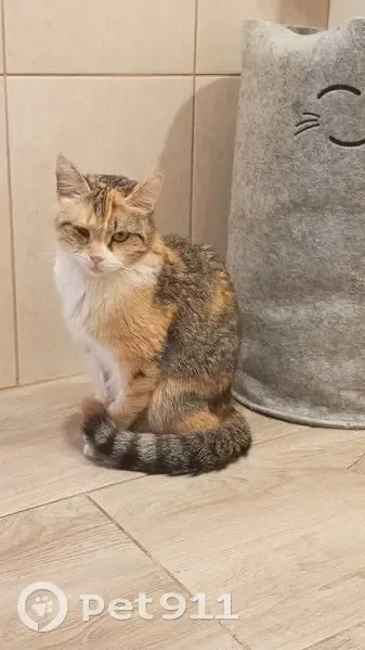 Пропала кошка на Цветной улице, 15, Курск - photo