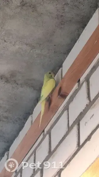 Попугай на балконе: Кондратьевский 66к1 - photo