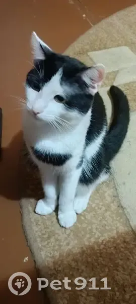 Пропал кот, Курская ул. 37/2, Железногорск - photo