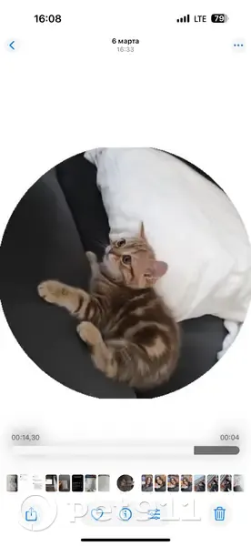 Пропала кошка Ассоль, ул. Макаренко, 19/1 - photo