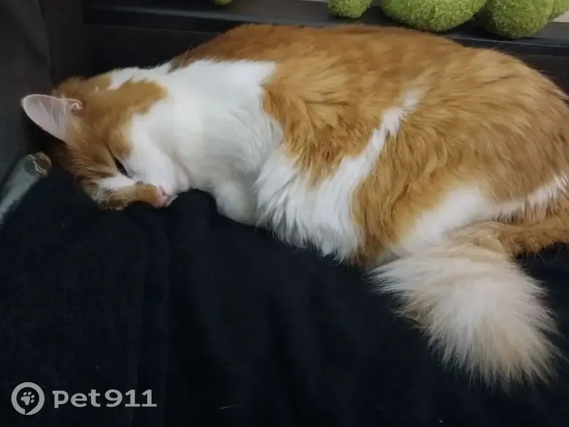 Пропал рыже-белый кот, Трудовая 11, Энгельс - photo