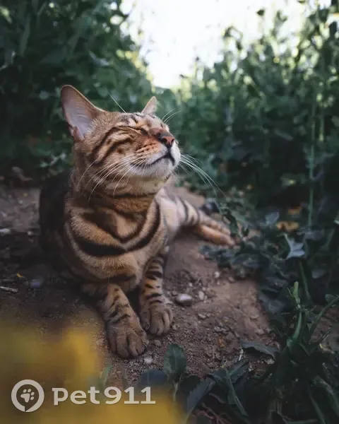 Пропала тигровая кошка, Дорожная 23 - photo