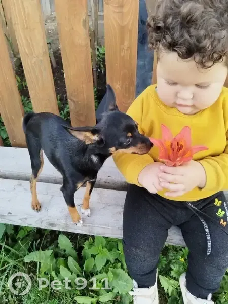 Пропала собака на Боровской улице - photo