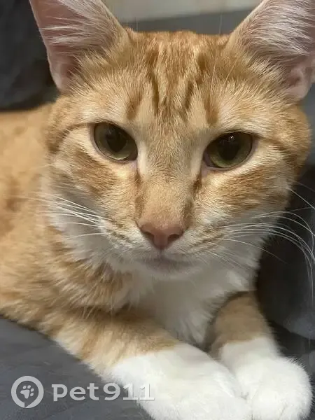 Пропала кошка: Маршала Жукова, 54 к1 - photo