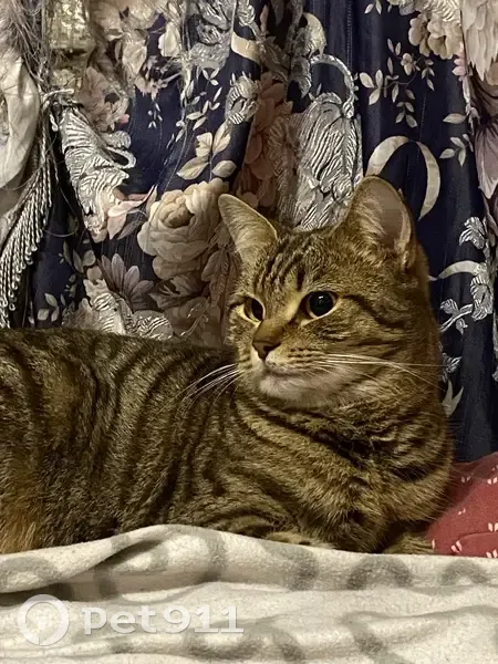 Пропала кошка, пр. Ветеранов, 15, СПб - photo