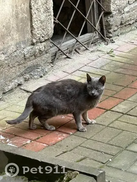 Найдена кошка, Кирилловская 12Б, СПб - photo
