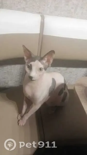 Пропала кошка, 1-й пр. Стасова, 104, Крдр. - photo