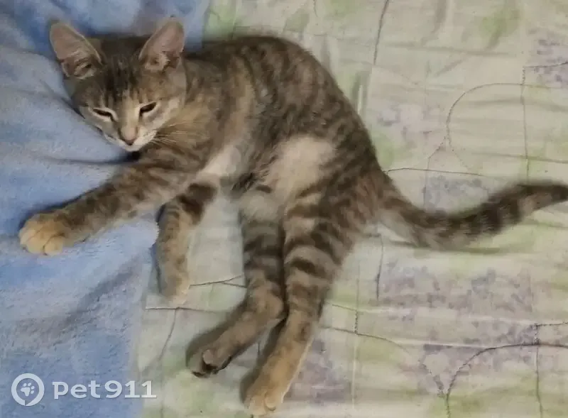 Пропала кошка, ул. Крупской, 33, Ульяновск - photo