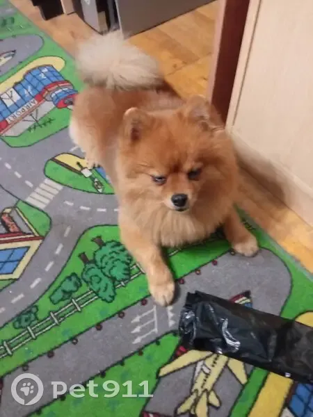 Пропал рыжий шпиц, Свердловская обл. - photo