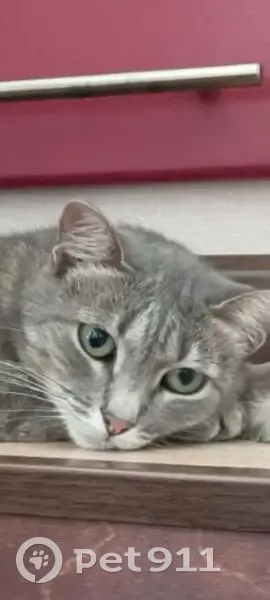 Пропала кошка, 3-й пр. Глинки, 7, Ковров - photo