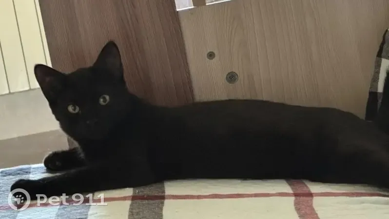 Пропала черная кошка, ул. Гагарина, 3 - photo