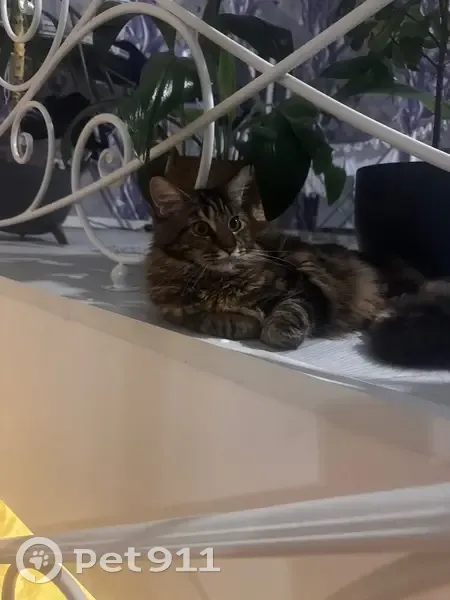 Пропала кошка, ул. Труда, 123, Урень - photo