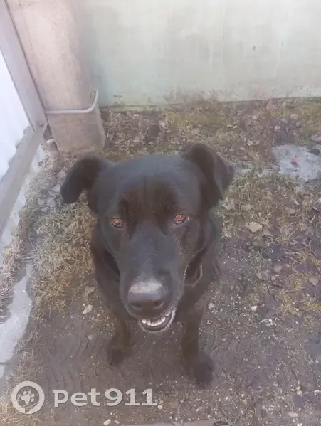 Пропала собака, Георгиевская 2, Поповка - photo