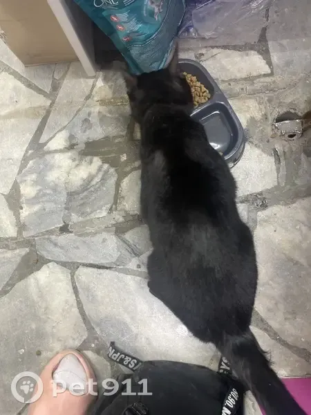 Кошка найдена: ул. Дружбы, 17А, Первоуральск - photo