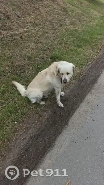Лабрадор найден у ост. 