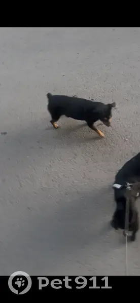 Найдена собака, Курганская ул., Курган - photo