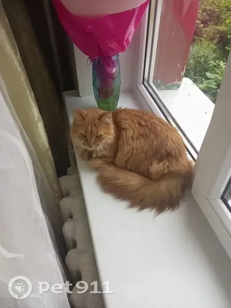 Пропала кошка, Советская ул. 18, Светлый - photo