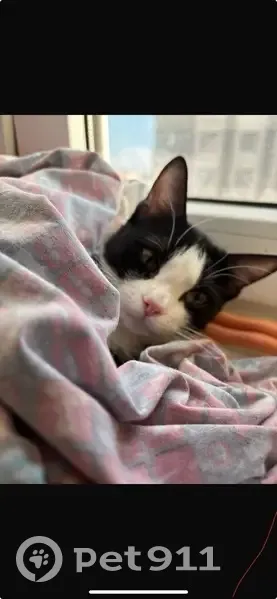 Пропала кошка, Домбайская 12, Краснодар - photo