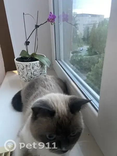 Пропала сиамская кошка, Комсомольская ул. - photo